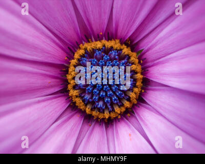 Macro image montrant un osteospermum rose fleur, selective focus sur le centre de la fleur. Banque D'Images