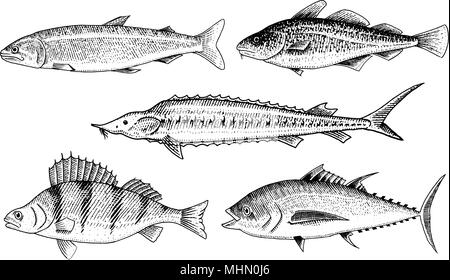 Rivière et poissons du lac. Perche ou basse, Scomber ou de maquereau, le béluga et l'esturgeon. Les créatures de la mer. Aquarium d'eau douce. Fruits de mer pour le menu. Dessinés à la main, gravée dans old vintage croquis. Vector illustration. Illustration de Vecteur