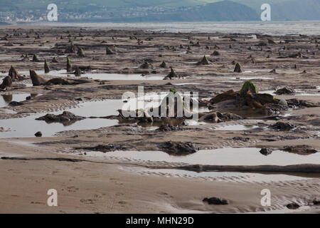 Forêt préhistorique près de Borth, Ceredigion, pays de Galles de l'Ouest. En 2014 après les tempêtes de sable dépouillé révélant l'ancien site, environ 4,5 à 6 000 ans. Banque D'Images