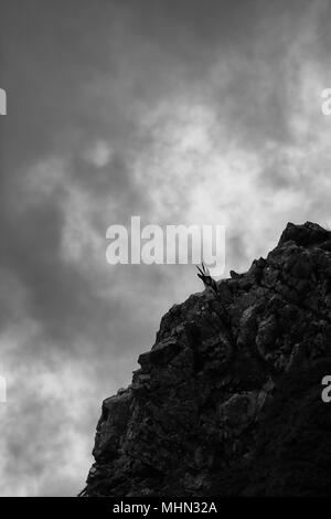 Un chamois visages les rochers avec un ciel sombre à l'arrière-plan Banque D'Images