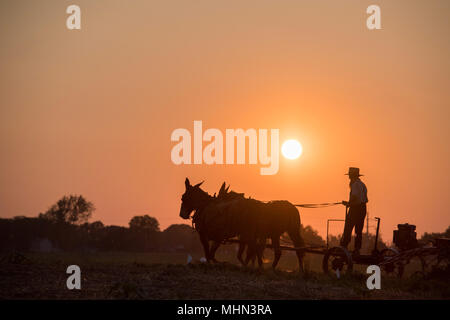 LANCASTER, États-Unis - 25 juin 2016 - Amish en Pennsylvanie. Amish sont connus pour une vie simple avec touche de nature contacy, robe simple, et relucta Banque D'Images