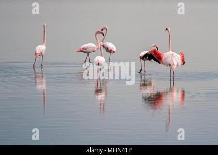 La réflexion de l'eau et belle lumière sur le groupe de flamants roses Banque D'Images