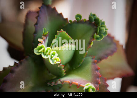 Plan Macro sur un Kalanchoe laetivirens plante succulente, mieux connu sous le nom de "Mère des milliers", grâce à la lumière du soleil frappant son bébé plantules. Banque D'Images