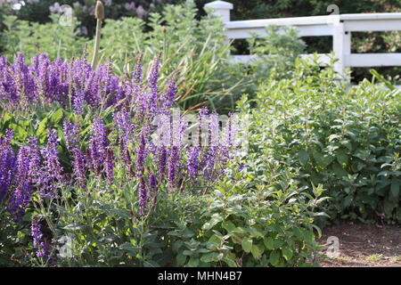 Belle salvia poussant dans un chalet. Banque D'Images