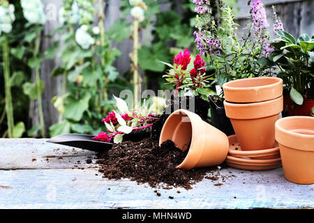 Table rustique avec des pots de fleur, terreau, truelle et plantes en face d'un vieux hangar jardinage altérés. Banque D'Images