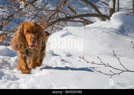 Cocker Anglais en hiver noël temps Banque D'Images