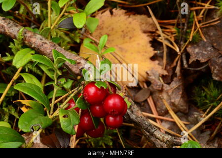 Airelle rouge fruits rouges sur une branche sur un fond de feuilles jaunes Banque D'Images