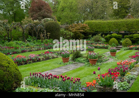 Tulipes multicolores dans le jardin en contrebas à Chenies Manor Gardens, Rickmansworth, España, Avril Banque D'Images
