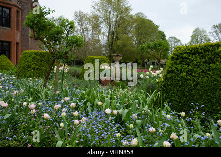 Tulipa 'angélique' underplanted avec Myosotis à Chenies Manor Gardens, Rickmansworth, España, Avril Banque D'Images