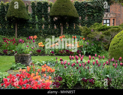 Tulipa 'Rococo', Tulipa 'Annie Schilder' et 'STulipa Lawa' dans le jardin en contrebas à Chenies Manor Gardens, Rickmansworth, España, Avril Banque D'Images