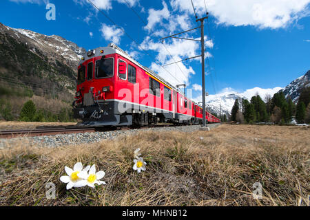 Le train rouge de la Bernina Express passe près de Pontresina au printemps. Banque D'Images