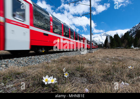 Pontresina, Suisse - 30 Avril 2018 : Le train rouge de la Bernina Express passe près de Pontresina au printemps Banque D'Images