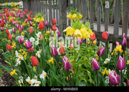 Sélection de bulbes à fleur de ressort de plus en plus à l'extérieur dans un jardin anglais, y compris tulip, jonquille et Fritillaria, avril, England UK Banque D'Images