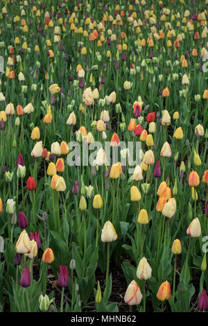 Une variété de différentes couleurs de tulipes fleurissent au printemps dans un jardin anglais, avril, UK Banque D'Images