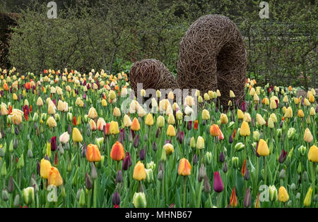 Une variété de différentes couleurs de tulipes fleurissent au printemps dans un jardin anglais, avril, UK Banque D'Images