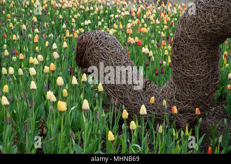Une variété de différentes couleurs de tulipes fleurissent au printemps dans un jardin anglais, avril, UK Banque D'Images