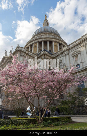 La Cathédrale St Paul avec un Cherry Blossom tree au premier plan. Banque D'Images