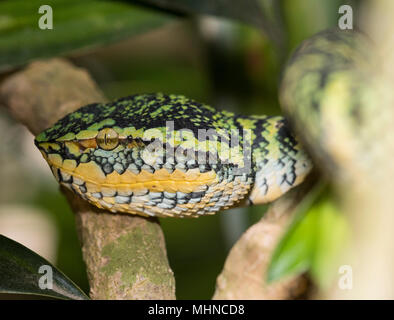 La femelle Wagler ou Temple (Tropidolaemus wagleri Pit Viper) assis dans un arbre Phuket Thaïlande Banque D'Images