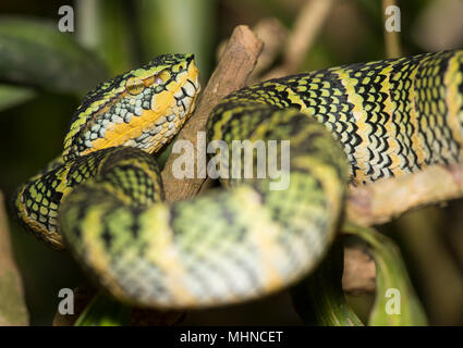 La femelle Wagler ou Temple (Tropidolaemus wagleri Pit Viper) assis dans un arbre Phuket Thaïlande Banque D'Images