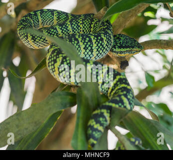 La femelle Wagler ou Temple (Tropidolaemus wagleri Pit Viper) assis dans un arbre Phuket Thaïlande Banque D'Images