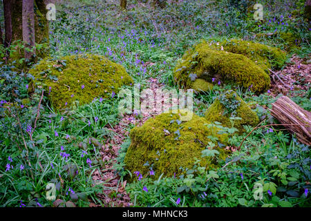 Des roches couvertes de mousse dans la forêt, réserve naturelle de GloucestershireEngland Bigsweir UK Banque D'Images