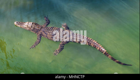 Crocodile unique floating in water Banque D'Images