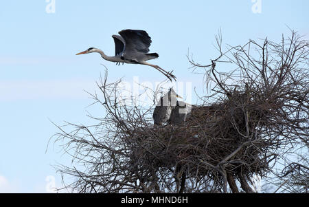 Héron cendré vole de ses petits dans leur nid en Camargue France Banque D'Images