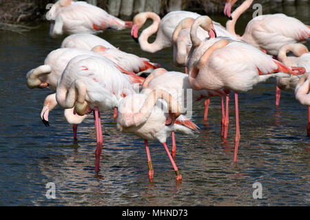 Flamants Roses en Camargue se pète la France Banque D'Images