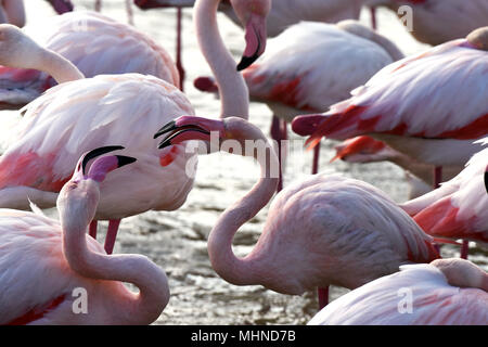 Flamants Roses en Camargue se pète la France Banque D'Images