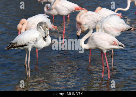 Des flamants roses et des jeunes eux-mêmes en se lissant flamingo Camargue France Banque D'Images