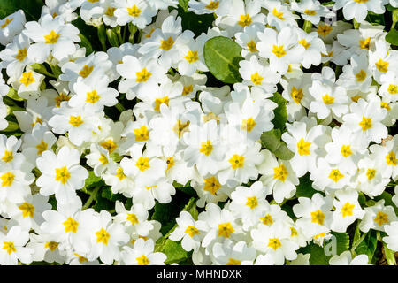 White spring flower intégré pour la culture dans des jardins et parterres de 2018 Banque D'Images