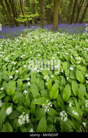 L'A. ursinum ail sauvage, également connu sous le nom de ramsons, grandissant dans un bois d'Amérique du Dorset England UK dans un contexte de jacinthes. L'ail sauvage est pop Banque D'Images