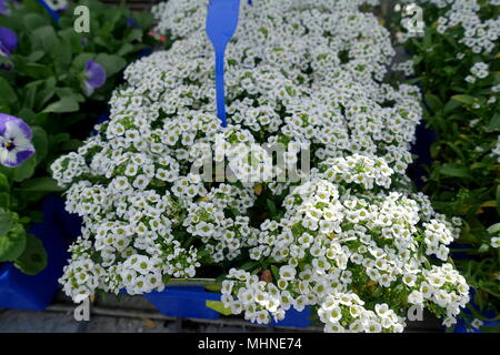 Alyssum Lobularia maritima ou connu sous le nom de sweet alyssum ou sweet alison Banque D'Images