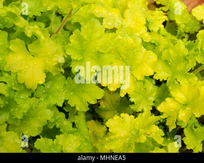 Le feuillage de couleur vert lime de la plante vivace à feuilles persistantes, Heuchera 'Lime' Marmelade Banque D'Images