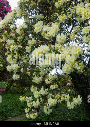 Fleurs de crème en masse du rhododendron à feuilles persistantes, Rhododendron 'Katherine Fortescue' Banque D'Images