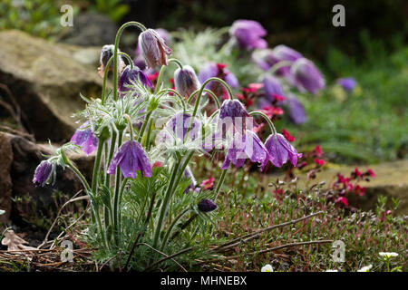 Le Pasque Flower. Pulsatilla vulgaris. Banque D'Images