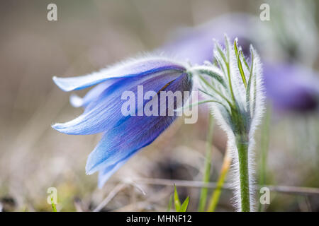 Un ou l'anémone pulsatille (Pulsatilla vulgaris Anémone pulsatilla) contre la lumière de sorte que les cheveux gris argent se distingue. Banque D'Images