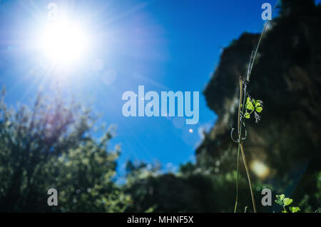 Une fleur dépérit dans la lumière du soleil Banque D'Images