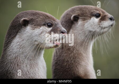 Joli portrait d'une paire de deux petites asiatiques ou griffé otter (Aonyx cinerea) avec arrière-plan flou Banque D'Images