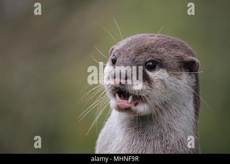 Portrait d'une petite asiatiques ou griffé otter (Aonyx cinerea) Appelant Banque D'Images