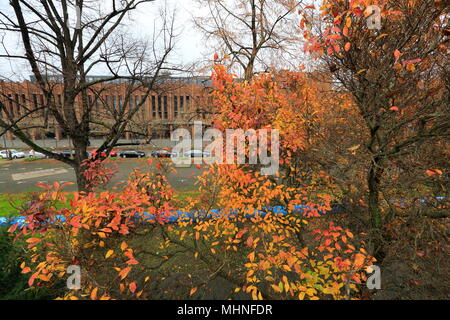 Les feuilles des arbres colorés au cours de l'automne à Cologne, Northrhine-Westfalia, Allemagne. Banque D'Images