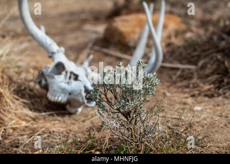 Petit pinceau sage plante Artemisia avec tridentate weathered cerf de Virginie Odocoileus virginianus buck crâne dans l'arrière-plan Colorado USA Banque D'Images