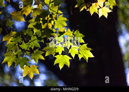Feuilles d'arbres éclairés par la lumière du soleil Banque D'Images