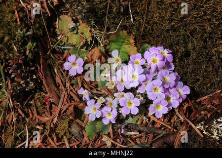 Dans la scène de printemps Langtang National Park, au Népal. Fleurs de primevère. Banque D'Images