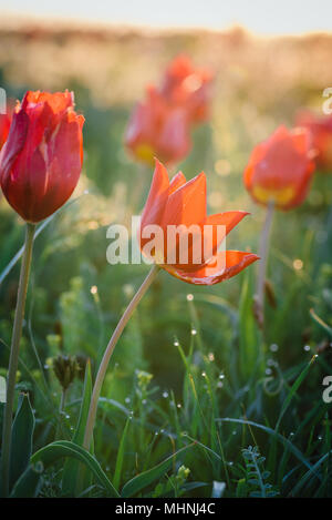 Tulipes. Tulipa schrenkii. Chyornye zemli (terres noires) Réserve naturelle, Kalmoukie, région, la Russie. Banque D'Images