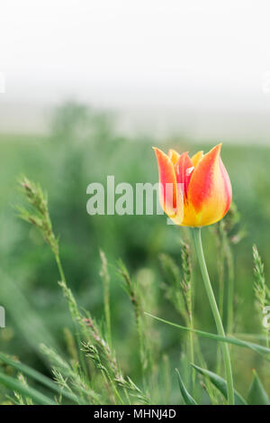 Tulipes. Tulipa schrenkii. Chyornye zemli (terres noires) Réserve naturelle, Kalmoukie, région, la Russie. Banque D'Images