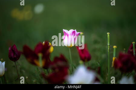 Tulipes. Tulipa schrenkii. Chyornye zemli (terres noires) Réserve naturelle, Kalmoukie, région, la Russie. Banque D'Images