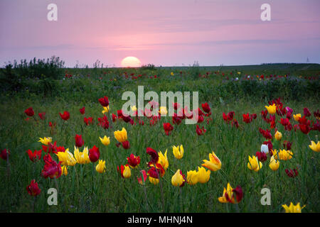 Tulipes. Tulipa schrenkii. Chyornye zemli (terres noires) Réserve naturelle, Kalmoukie, région, la Russie. Banque D'Images