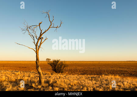 Windorah, Queensland, Australie. La fin de l'après-midi la lumière sur un arbre mort sur les plaines à l'ouest de route de développement de Diamantina Windorah dans l'out Banque D'Images