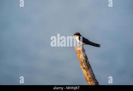 Une hirondelle assis sur un rondin de bois dans une zone humide pendant le coucher du soleil Banque D'Images